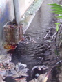 DSC00683